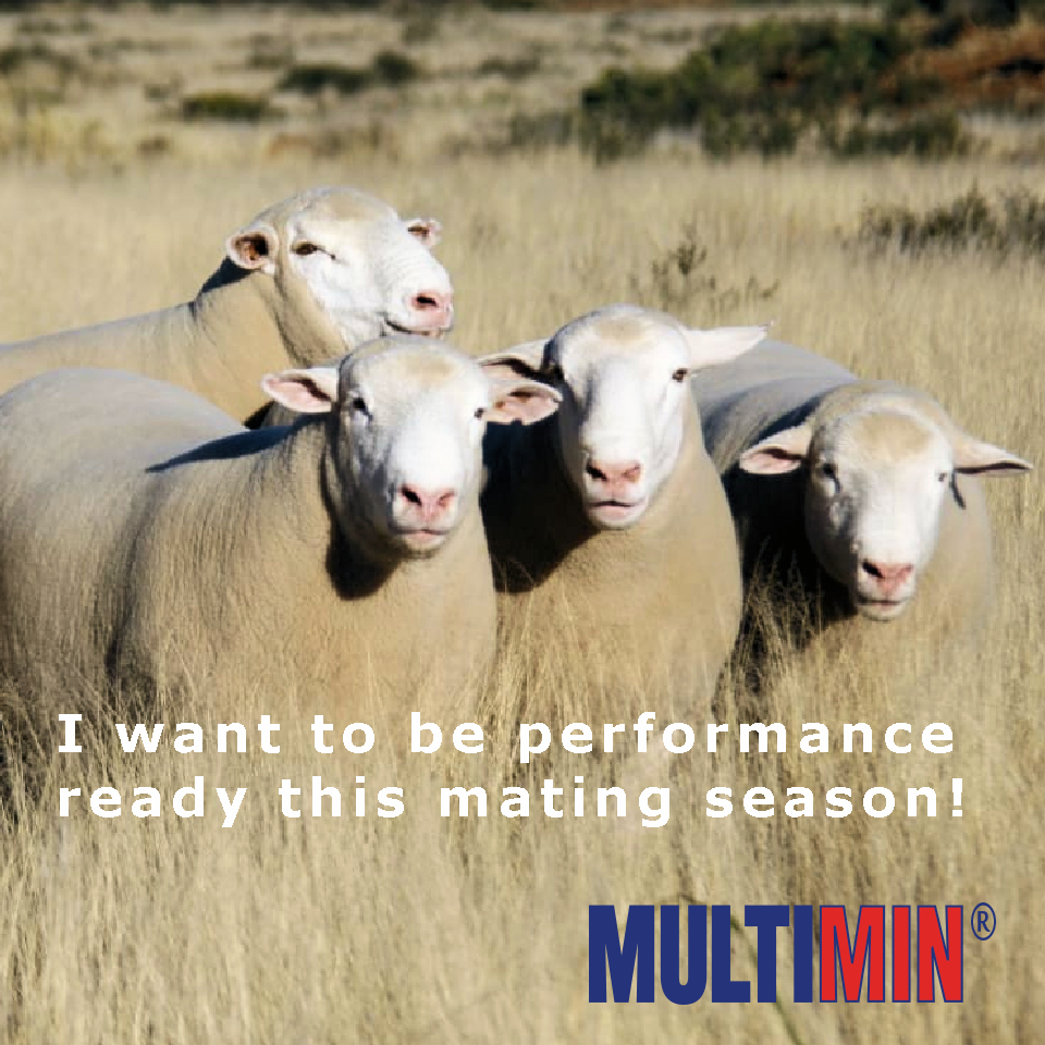 Trace Mineral Supplements for Rams