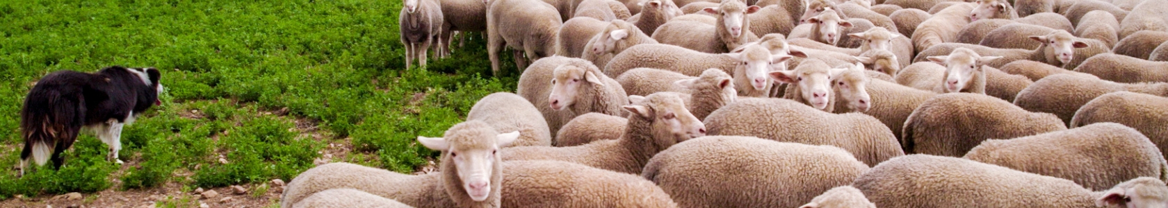 Web banners (1680 x 300 px) - 5 Web banners (1680 x 300 px) - 5