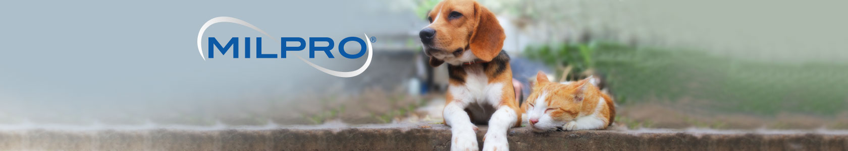 Multimin webbanner dam competition 1000px x 318px 2