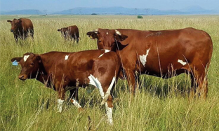 Pneumonia in Cattle
