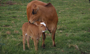 Diarrhoea in young calves
