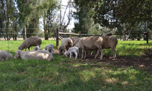 Johne’s Disease in Sheep (Questions and answers)