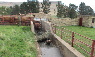 Blue Tick - Rhipicephalus (Boophilus) spp.
