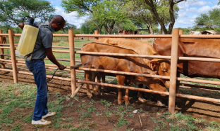 Bont-legged tick  (Hyalomma turanicum)