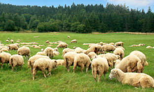 “Herfssiekte” by skape of bokke en hoe om dit te behandel