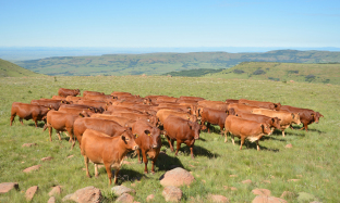 Tick-borne diseases : Anaplasmosis (Gallsickness)