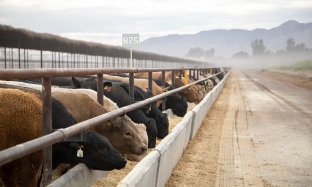 Preview pics B2C (312 x 187 px) - 3