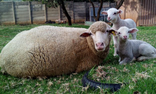 “PPRR” en die belangrikheid van ‘n voorlamdosering