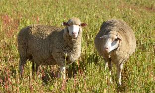 Voorbereiding van ooie vir die herfslamseisoen