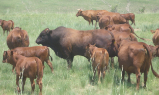 Tick-borne diseases : African Redwater