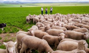 B2C Preview pics for articles - 2