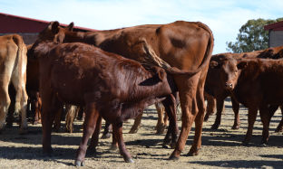 Preparation of calves for weaning
