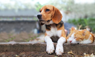 Beagle dog and brown cat lying together on the footpath.