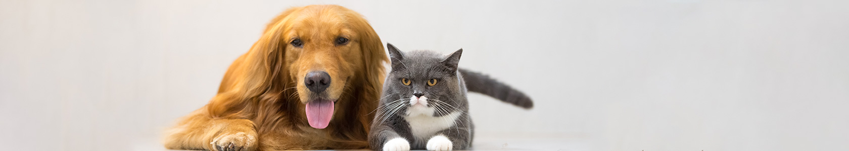 Why Does Your Dog Or Cat Have Bad Breath