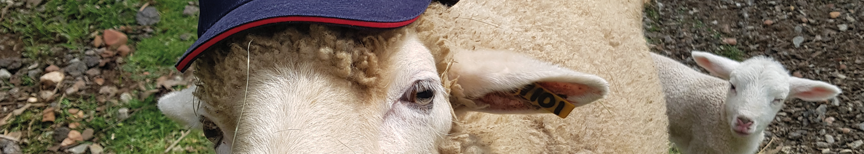 Fivet Animal Health - Protect your sheep and goats from nasal worm that  develops from bot flies this season. Sheep and goats react strongly to the  presence of nasal worm, they shake