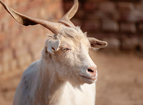 goat_280x206.jpg