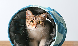 Is your cat less emotional than usual?