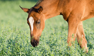 Horse Health Care - Animal Health Experts | Virbac South Africa