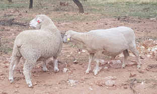 Nasal worm Infestation in Sheep and Goats