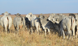 Deworming of cattle - why?