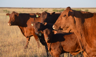 Vitamin A - What Does it Do?