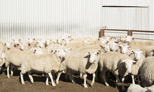 Red lice and the control in Sheep and Goats