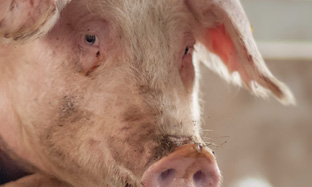 Ascaris In Pigs – The Parasite That Eats Money