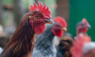 Virbac poultry 2025