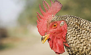 How Supplementing With Vitamin C Helps To Reduce Heat Stress In Poultry