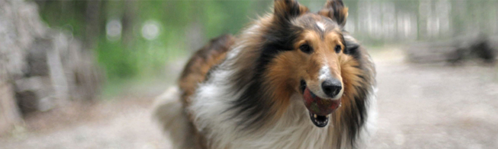 Where can I buy products?