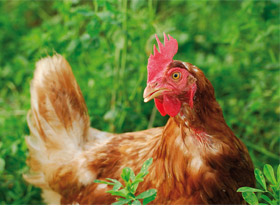 Poultry