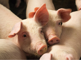 Pigs